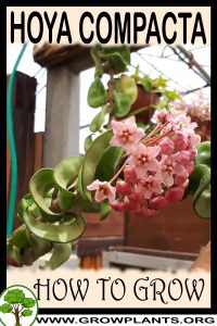 How to grow Hoya compacta