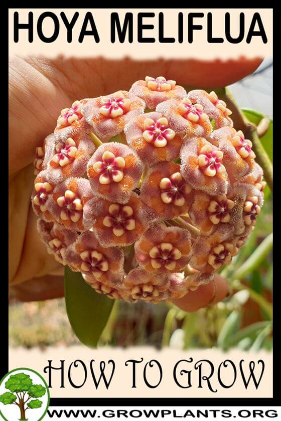 How to grow Hoya meliflua