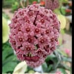 Hoya plant