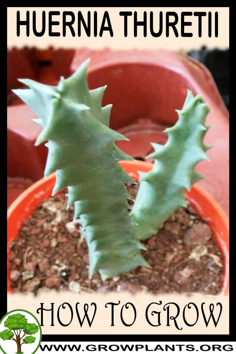 How to grow Huernia thuretii