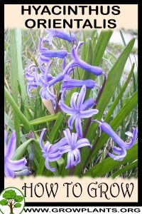 How to grow Hyacinthus orientalis