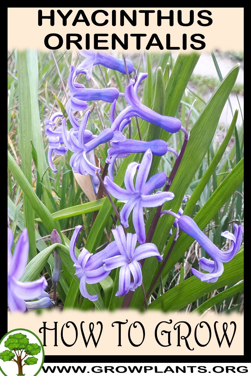 How to grow Hyacinthus orientalis