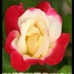 Hybrid tea rose
