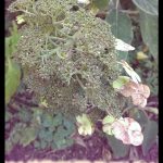 Hydrangea aspera