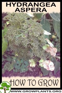 How to grow Hydrangea aspera