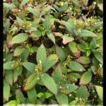 Hydrangea involucrata