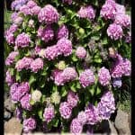 Hydrangea macrophylla