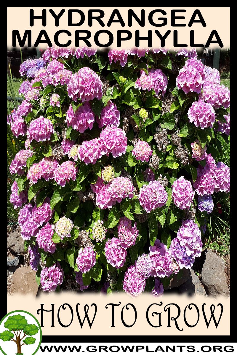 How to grow Hydrangea macrophylla