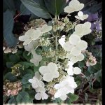 Hydrangea paniculata