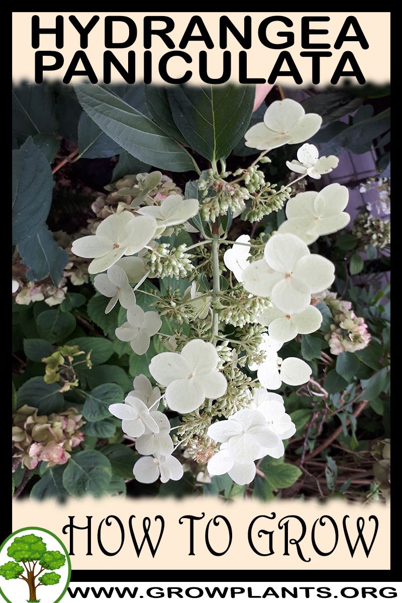 How to grow Hydrangea paniculata