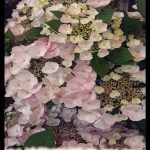 Hydrangea serrata