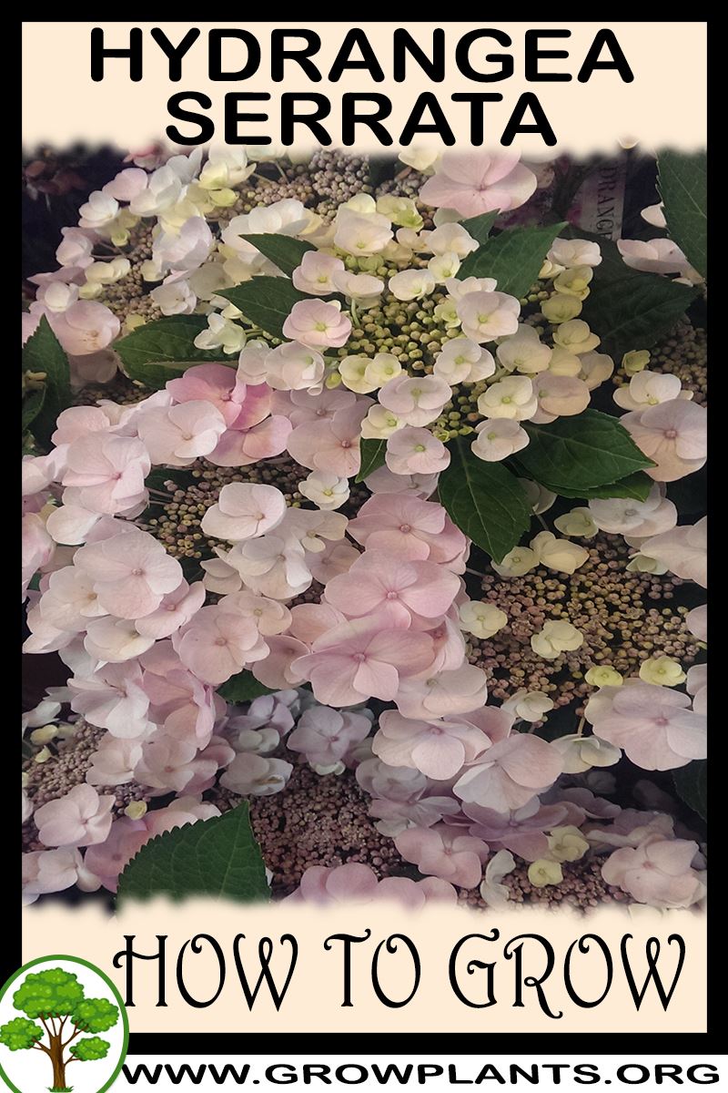 How to grow Hydrangea serrata