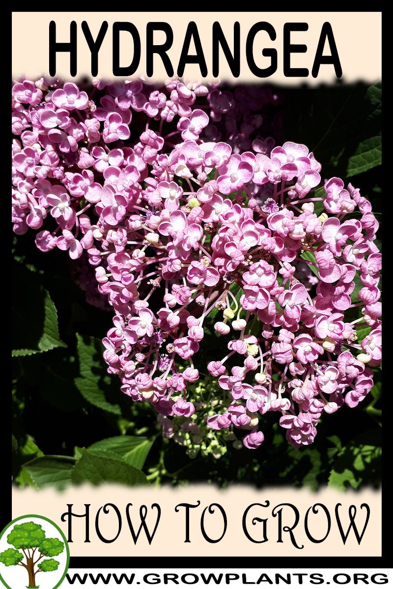 How to grow Hydrangea