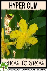 How to grow Hypericum