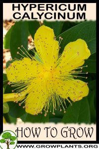 How to grow Hypericum calycinum