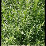 Hyssopus officinalis