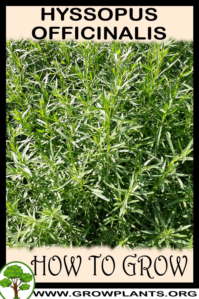 How to grow Hyssopus officinalis
