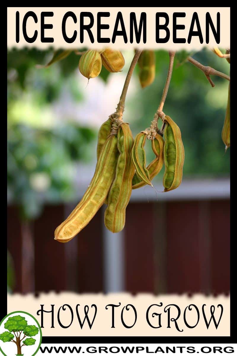 How to grow Ice cream bean