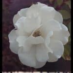 Iceberg rose