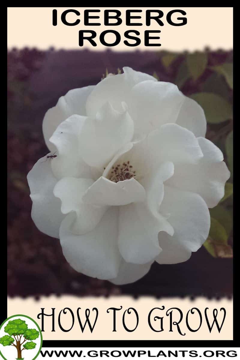 How to grow Iceberg rose