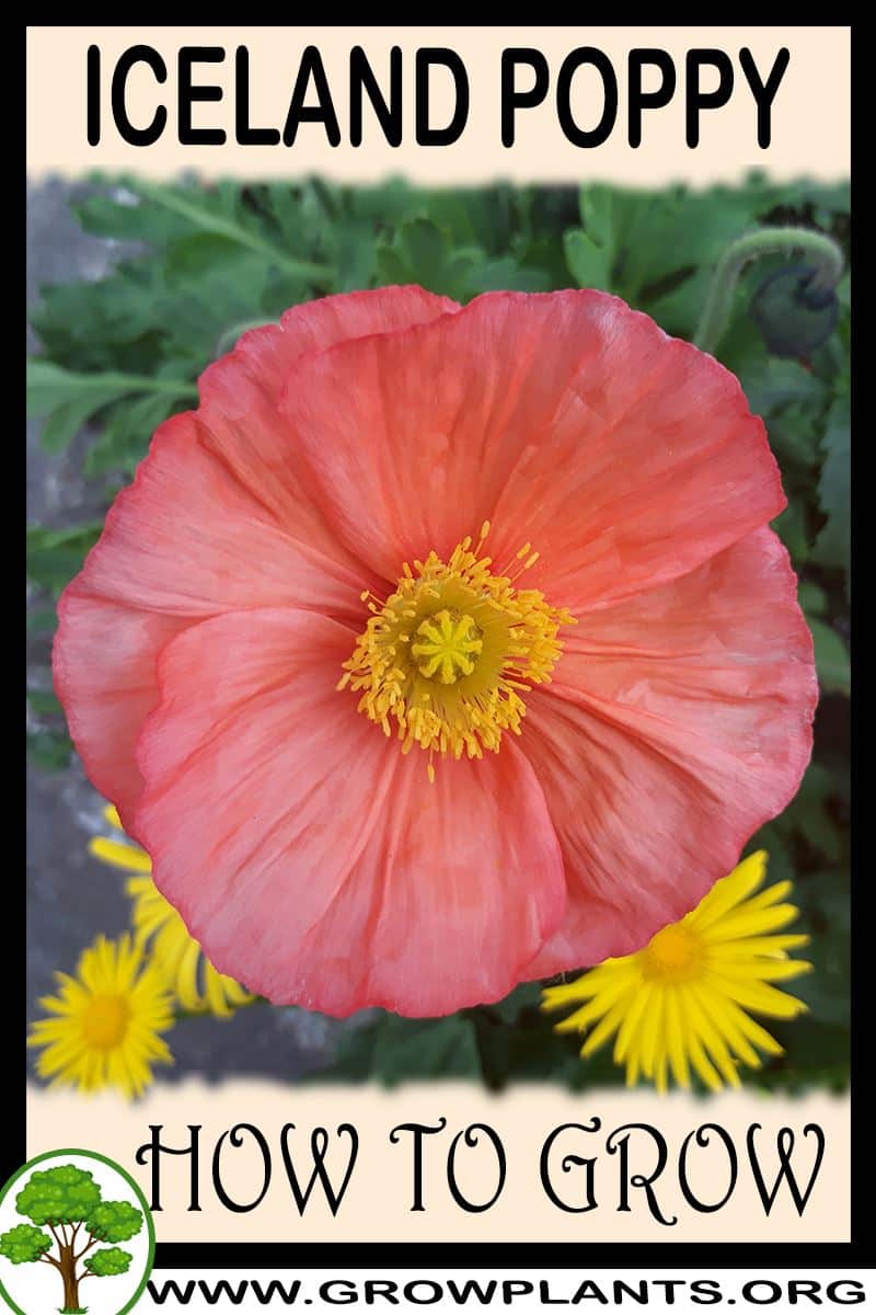 How to grow Iceland poppy