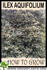 How to grow Ilex aquifolium
