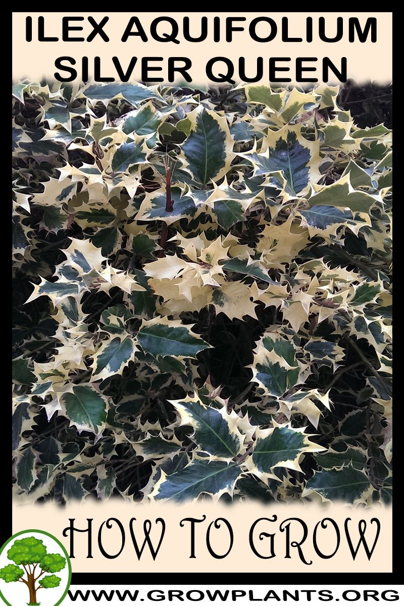 How to grow Ilex aquifolium Silver queen