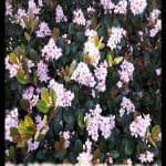 Indian hawthorn