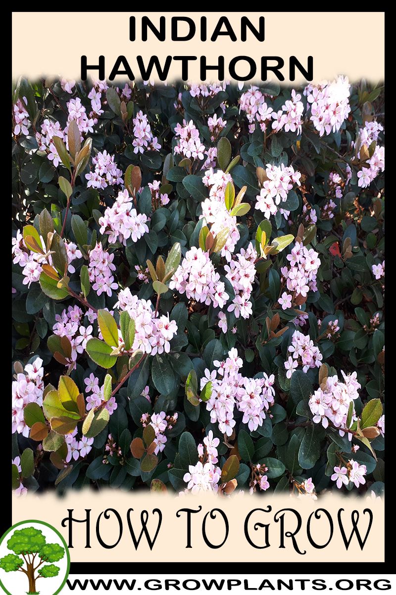 How to grow Indian hawthorn