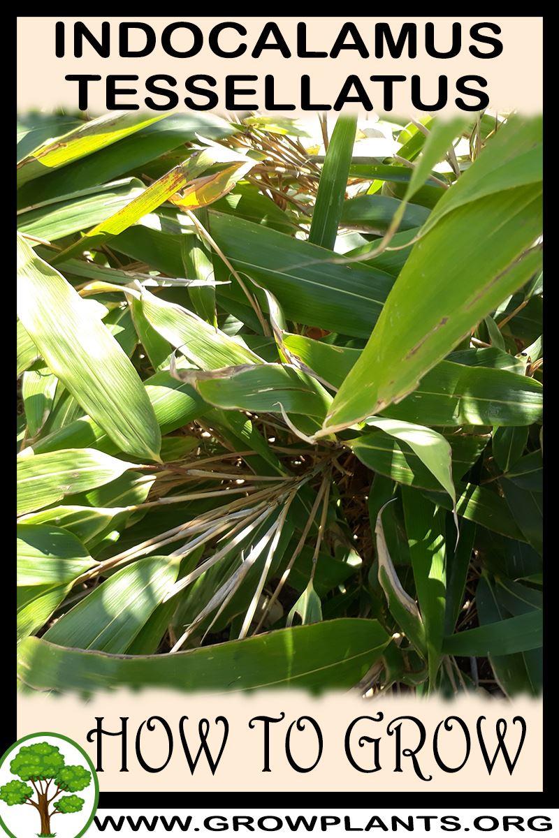 How to grow Indocalamus tessellatus