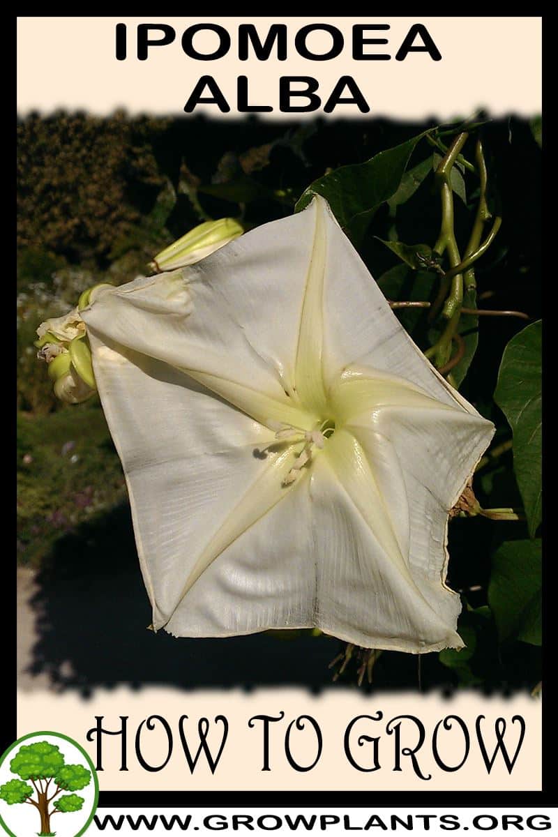 How to grow Ipomoea alba