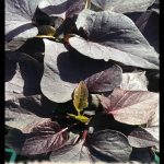 Ipomoea batatas Blackie