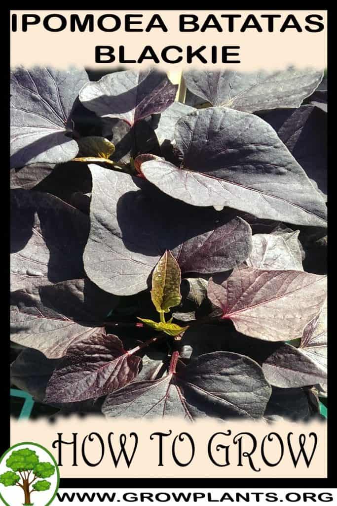 Ipomoea batatas Blackie