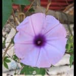 Ipomoea cairica