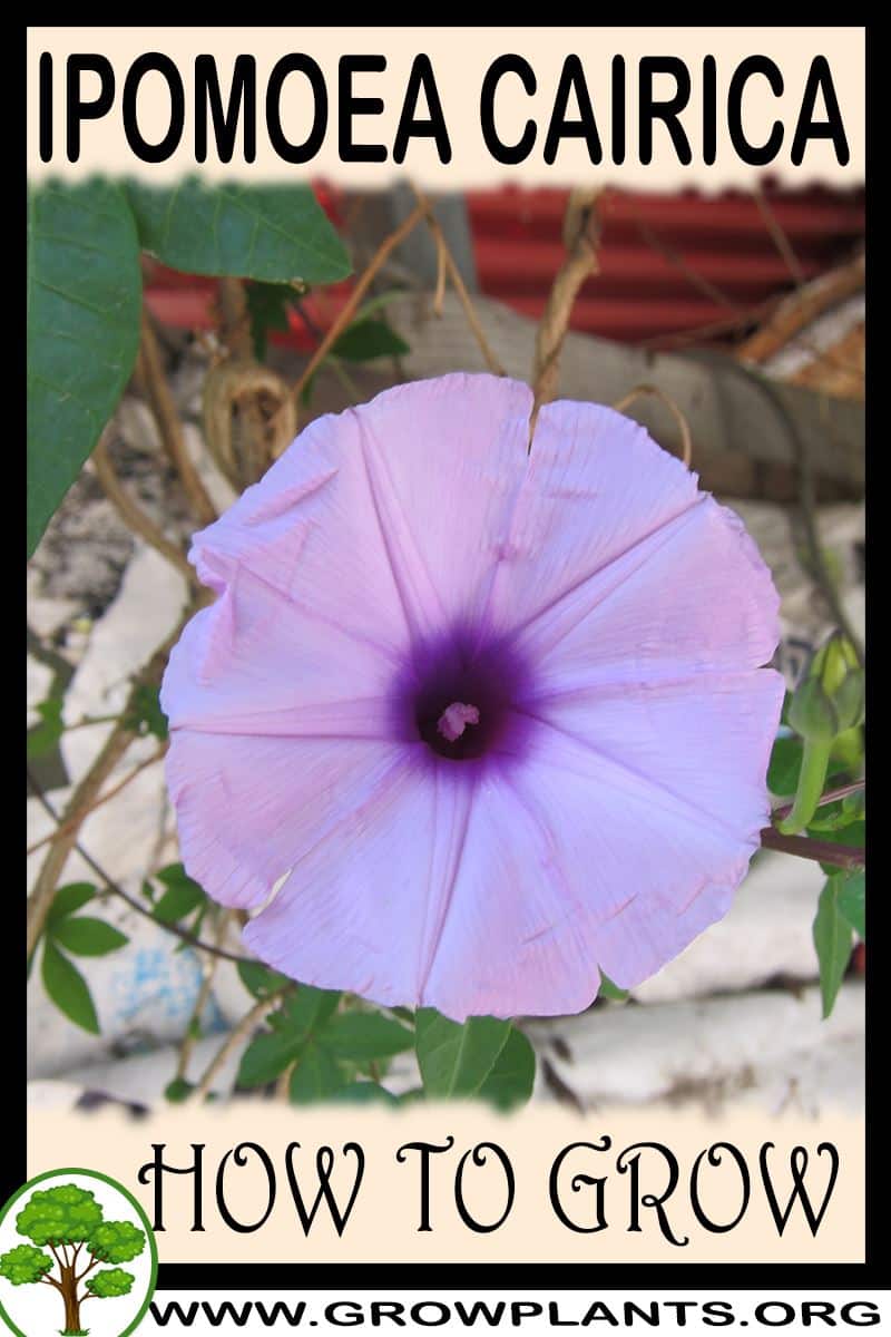 How to grow Ipomoea cairica