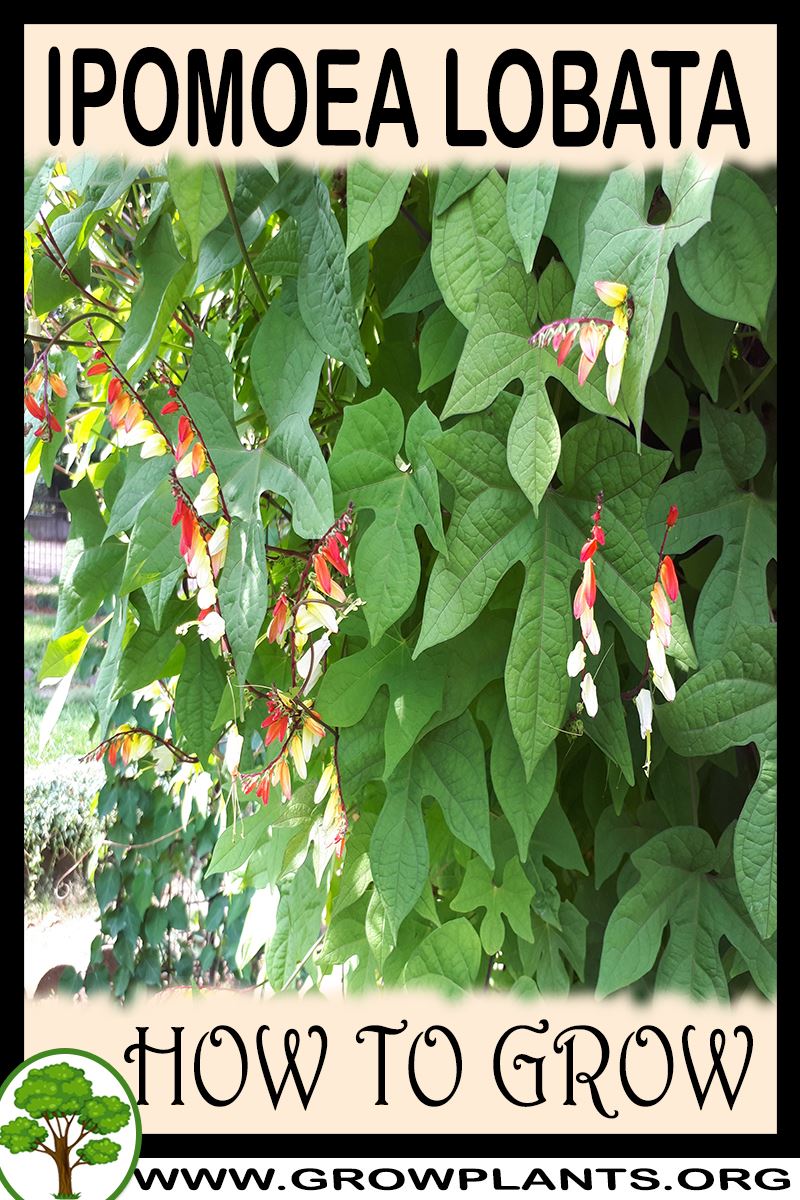 How to grow Ipomoea lobata