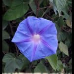 Ipomoea nil