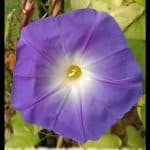 Ipomoea purpurea