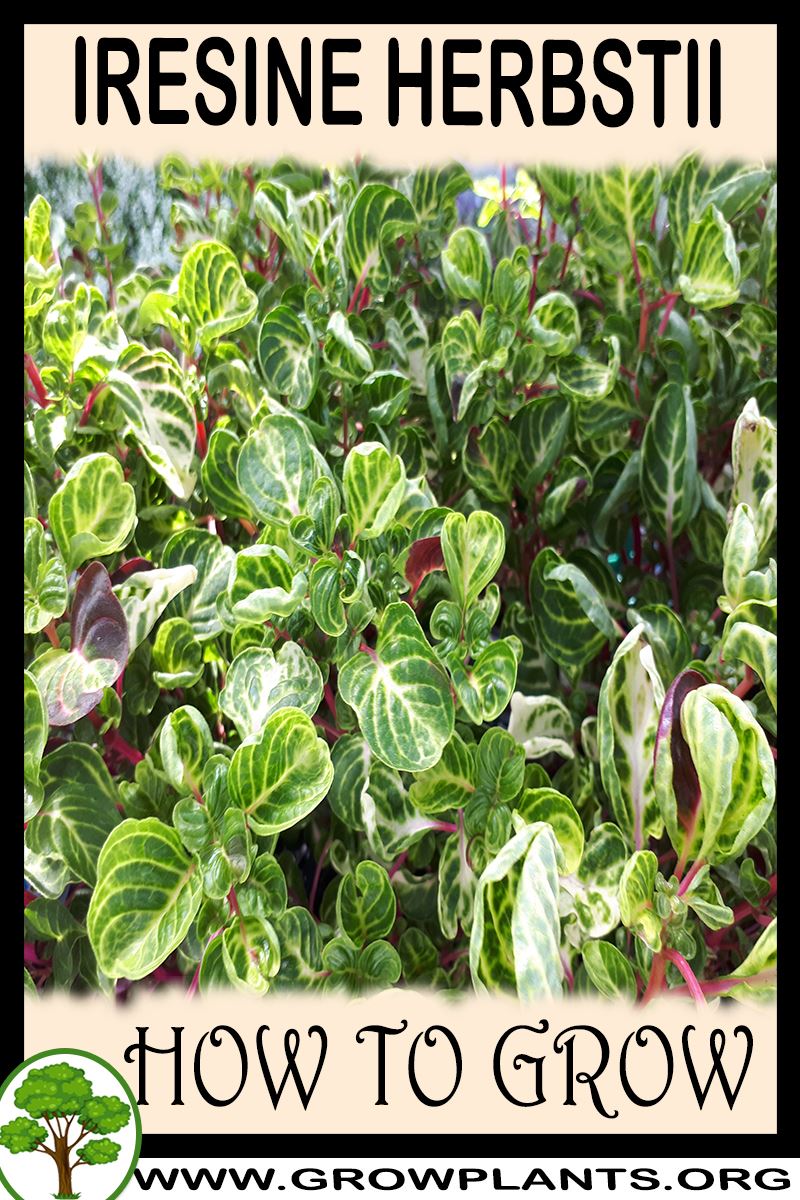 How to grow Iresine herbstii