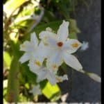 Iris confusa