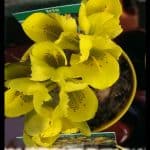 Iris danfordiae