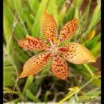 Iris domestica