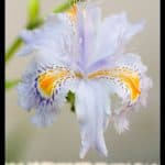 Iris japonica