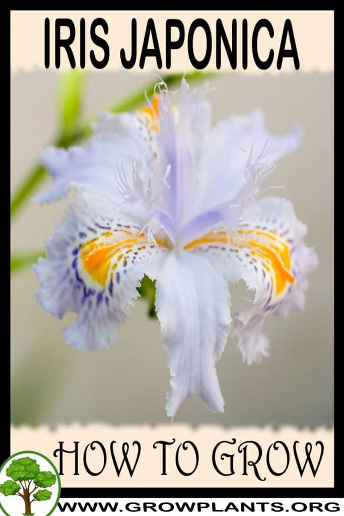 Iris japonica
