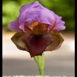 Iris oncocyclus