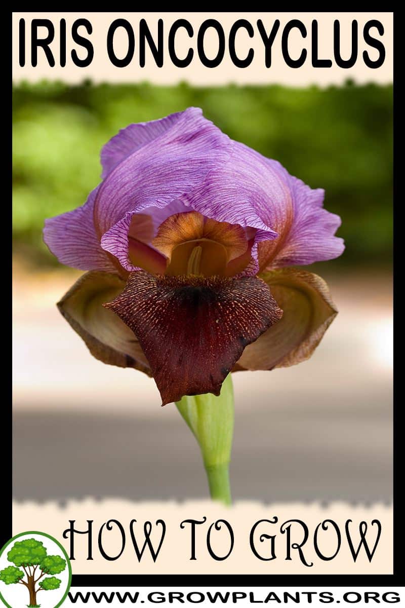 How to grow Iris oncocyclus