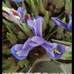 Iris reticulata
