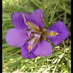 Iris unguicularis