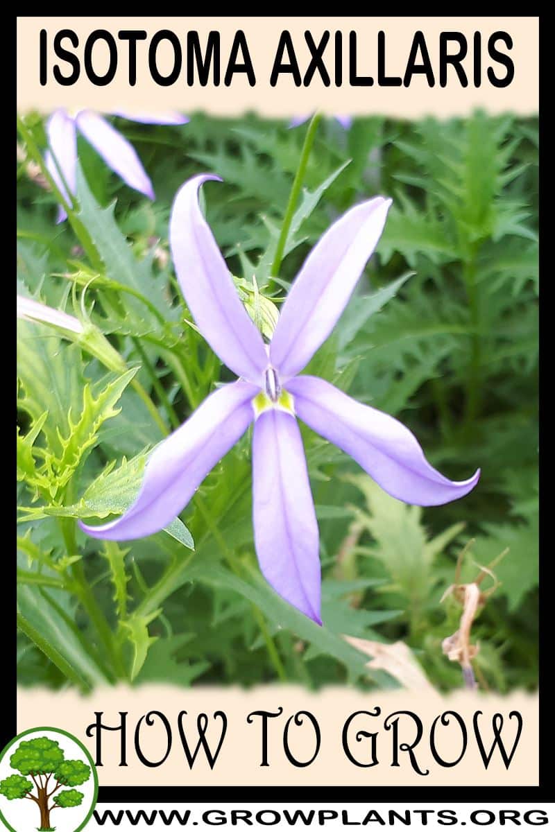 How to grow Isotoma axillaris