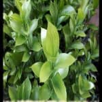 Israeli ruscus